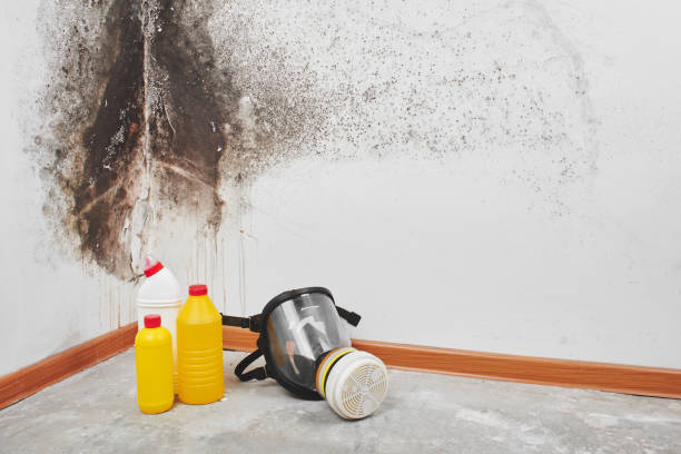Best Attic Mold Removal  in Necedah, WI