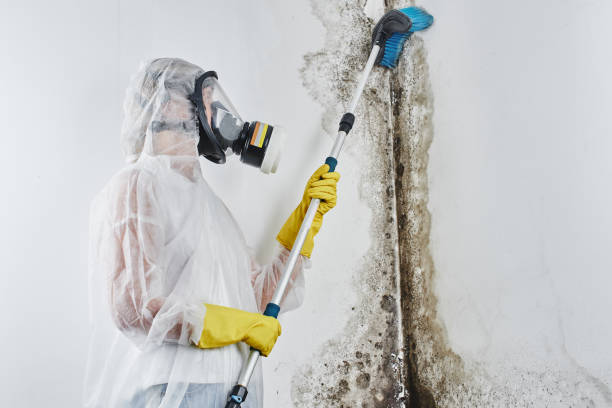 Best Mold Cleaning Services  in Necedah, WI