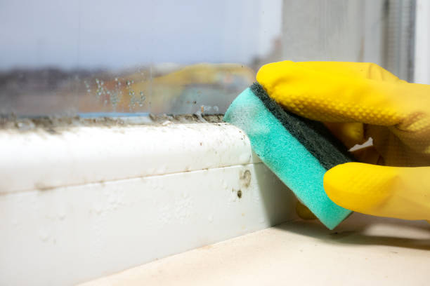 Best Certified Mold Removal  in Necedah, WI