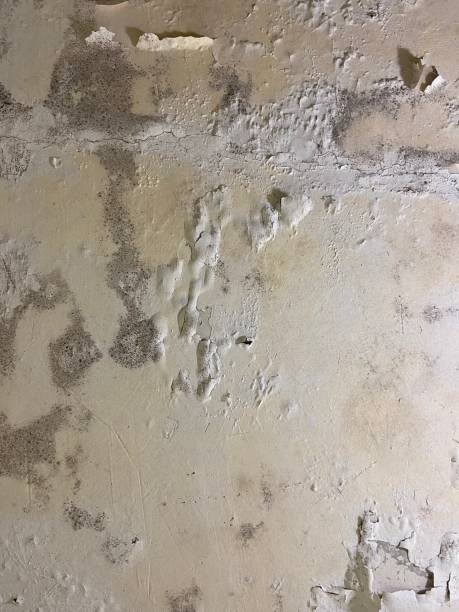 Mold Testing and Removal in Necedah, WI