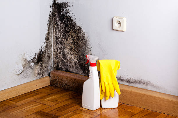 Professional Mold Removal in Necedah, WI