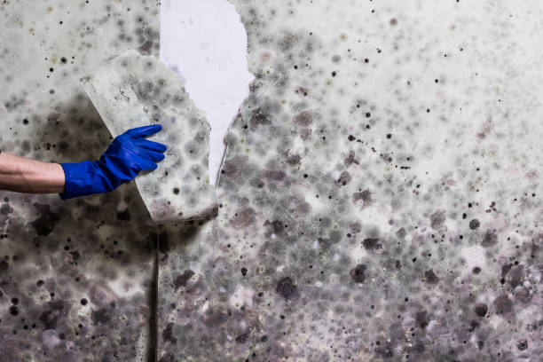 Best Mold Testing  in Necedah, WI
