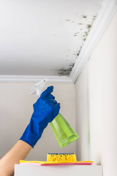 Mold Removal and Inspection in Necedah, WI
